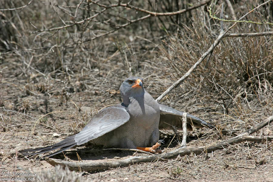 Dark Chanting Goshawkadult