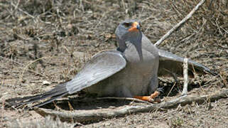 Dark Chanting Goshawk