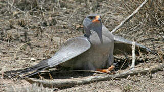 Dark Chanting Goshawk