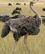 Common Ostrich