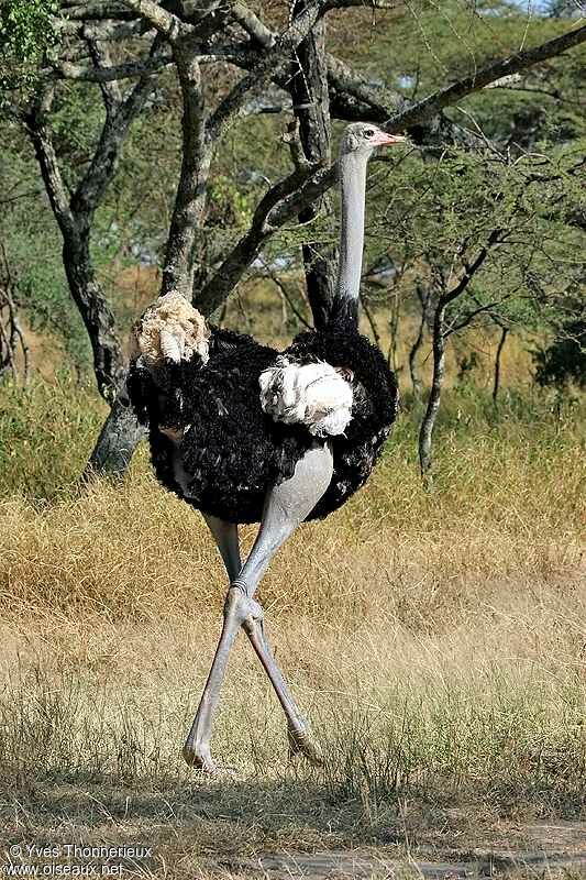 Autruche d'Afrique