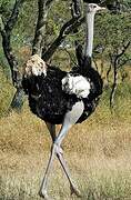 Common Ostrich