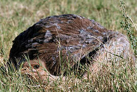 Common Ostrich