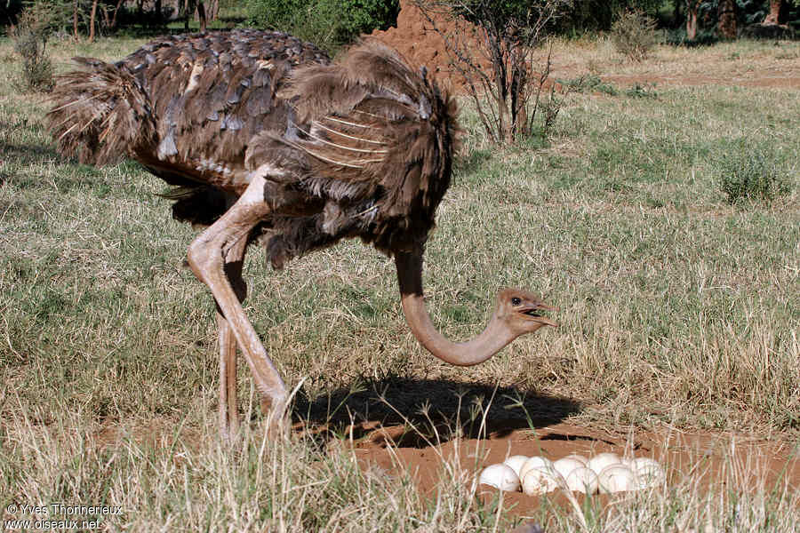 Autruche d'Afrique