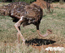 Common Ostrich