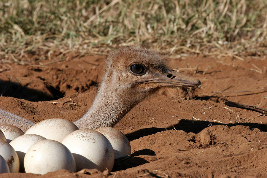 Common Ostrich