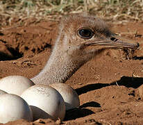 Common Ostrich