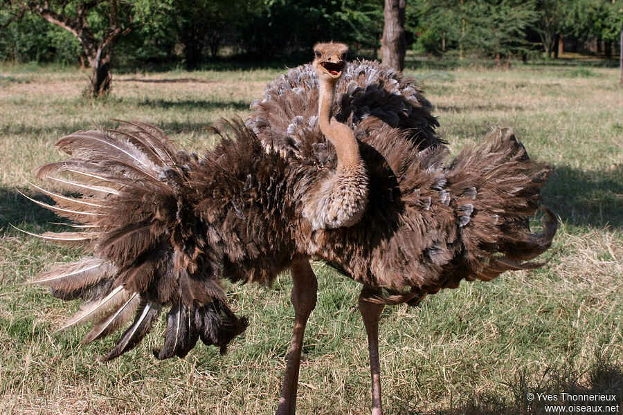 Common Ostrich