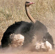 Common Ostrich