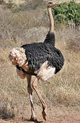 Common Ostrich