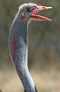 Somali Ostrich