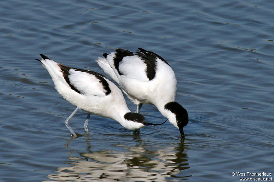 Pied Avocet