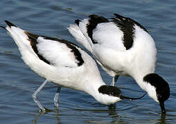 Pied Avocet