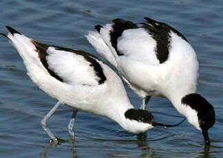 Avocette élégante