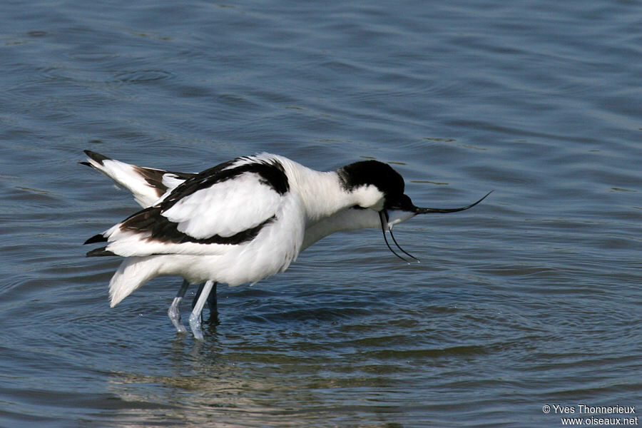 Pied Avocet