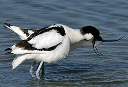 Avocette élégante