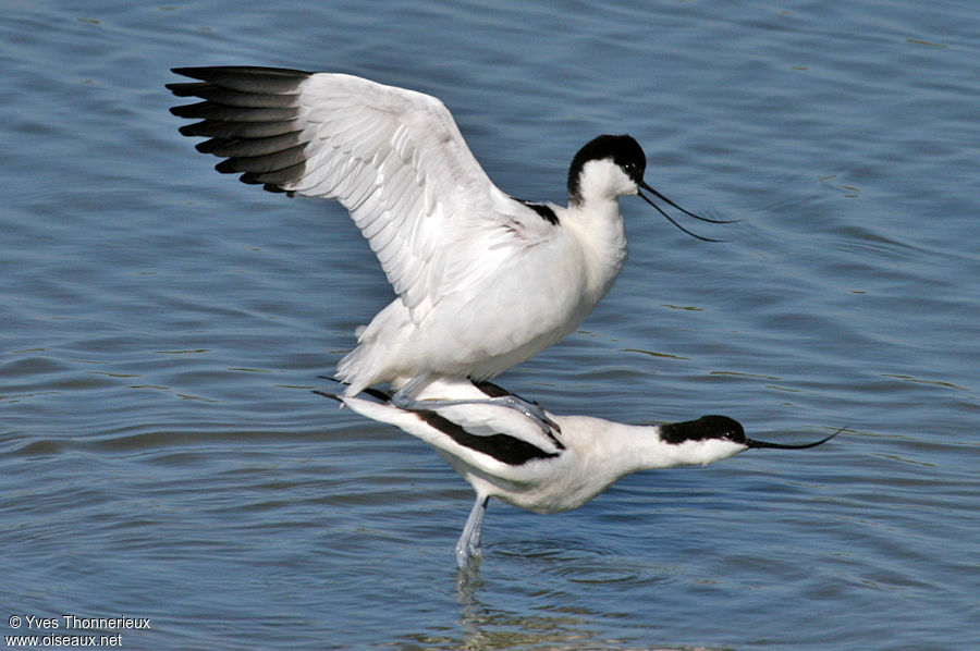 Avocette élégante