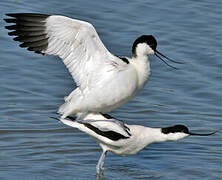 Avocette élégante