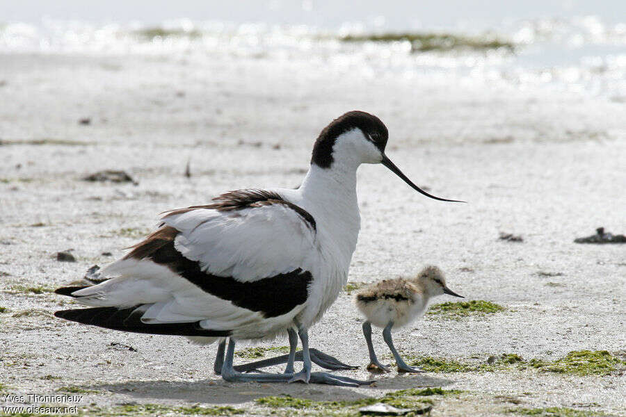 Pied Avocet