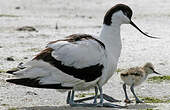 Avocette élégante