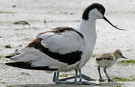 Avocette élégante