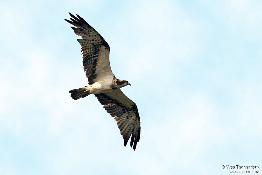 Balbuzard pêcheur