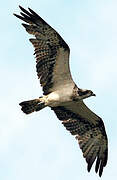 Western Osprey