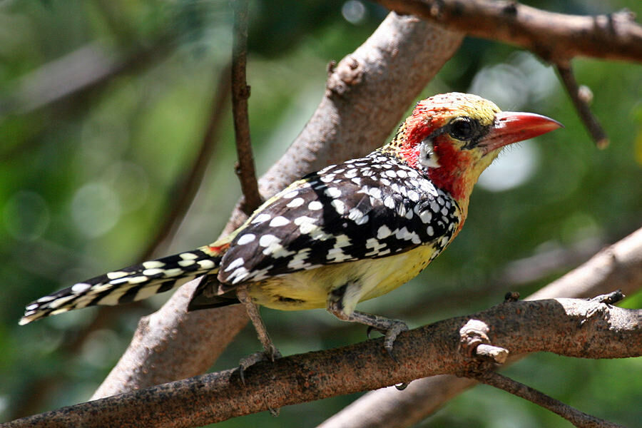 Red-and-yellow Barbet