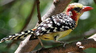 Red-and-yellow Barbet