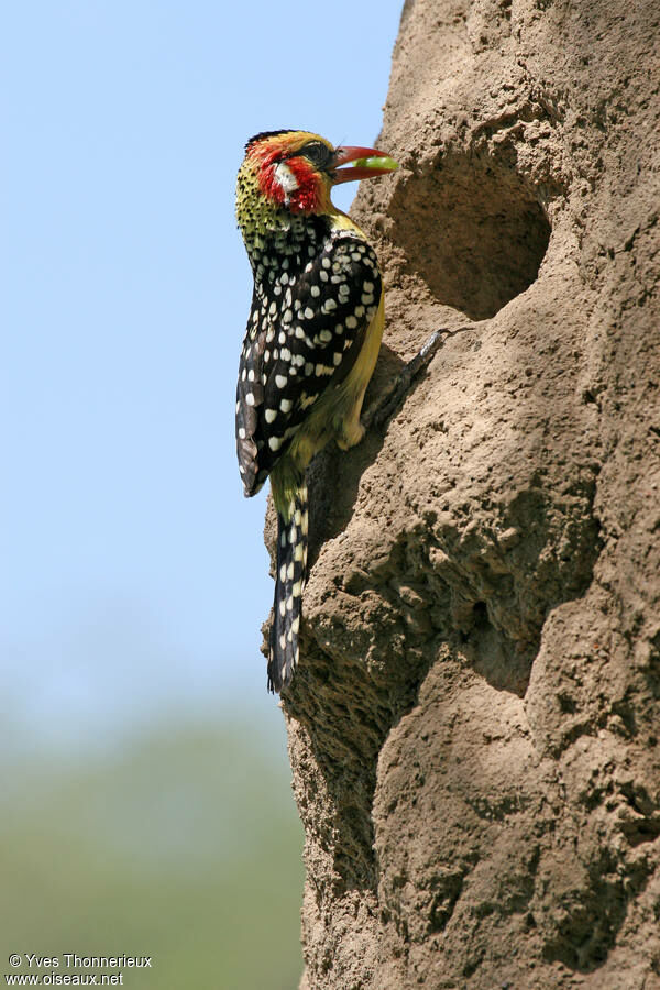 Red-and-yellow Barbet