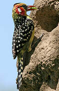 Red-and-yellow Barbet