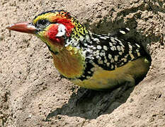 Red-and-yellow Barbet