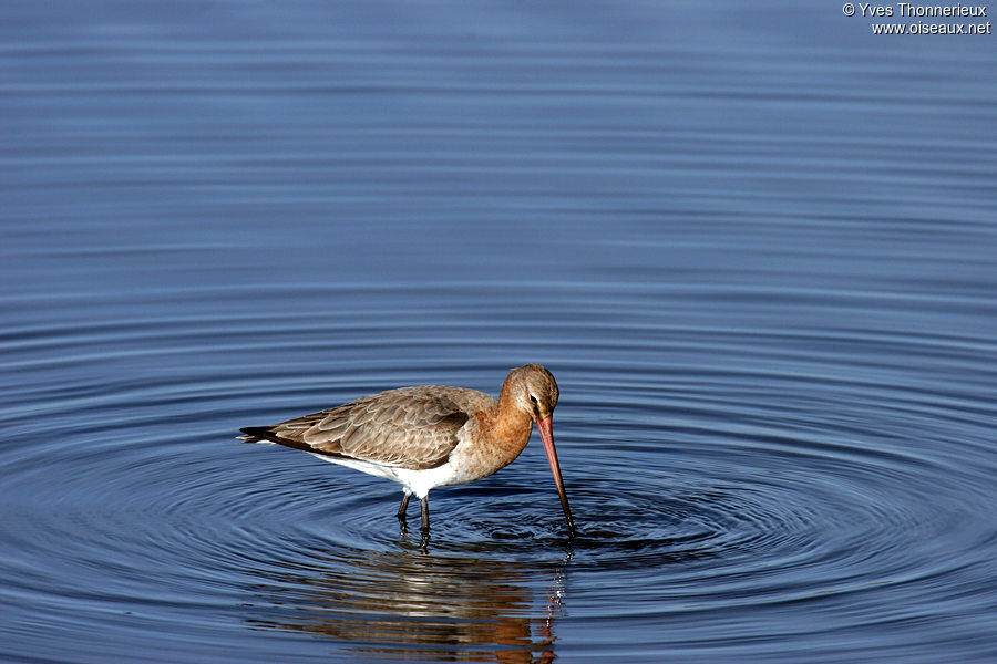 Black-tailed Godwit