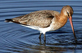 Black-tailed Godwit