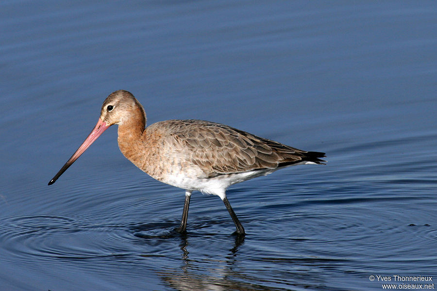 Black-tailed Godwit