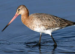 Black-tailed Godwit