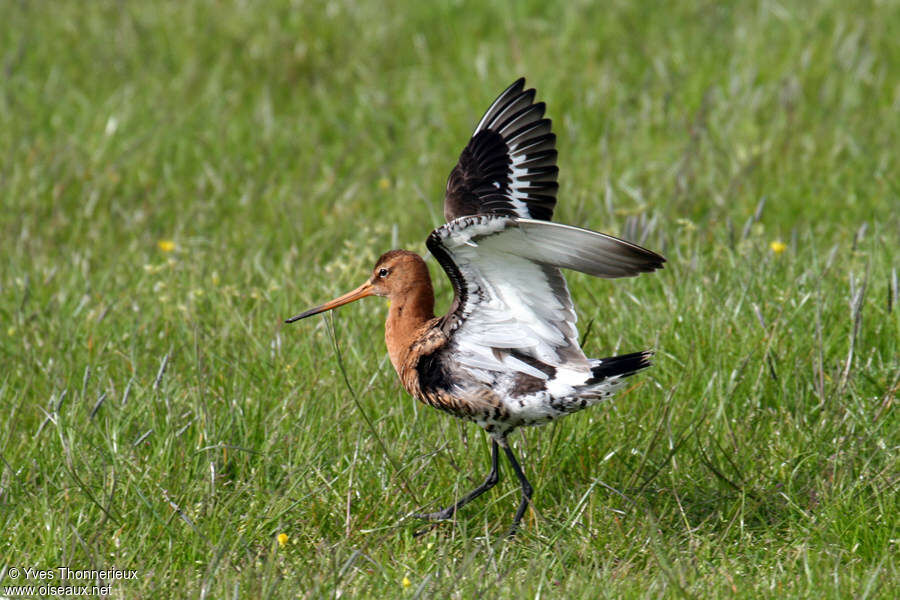 Black-tailed Godwit