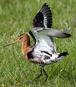 Black-tailed Godwit