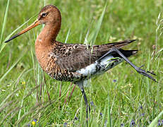 Black-tailed Godwit