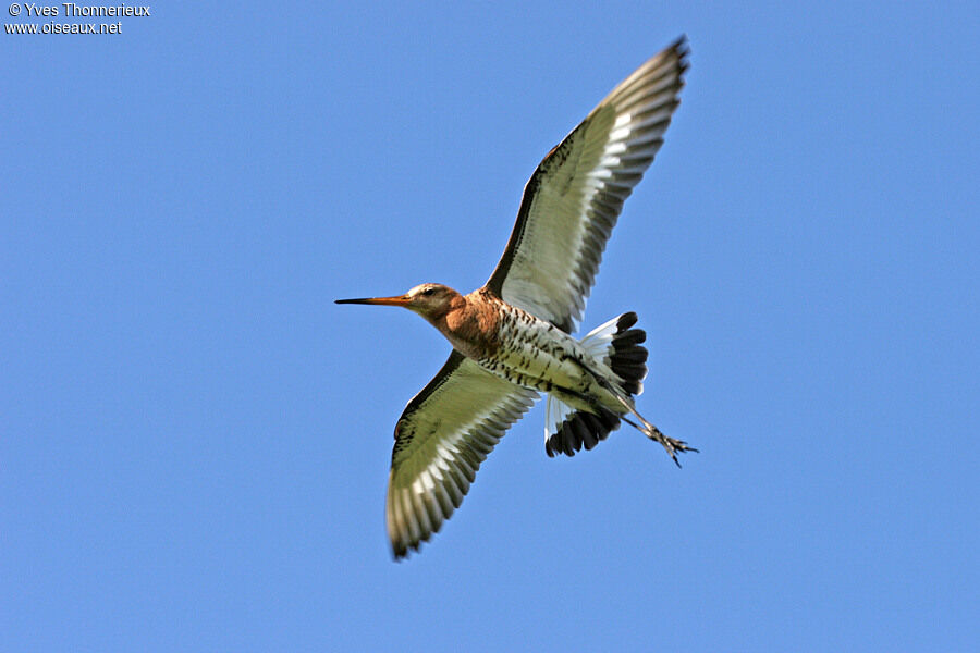 Black-tailed Godwitadult