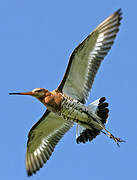 Black-tailed Godwit