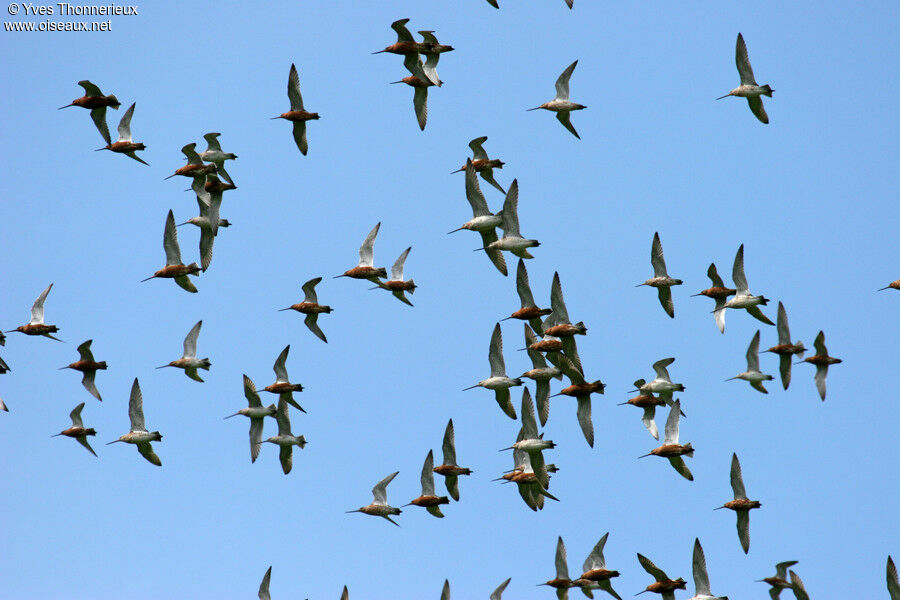 Bar-tailed Godwit