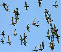 Bar-tailed Godwit