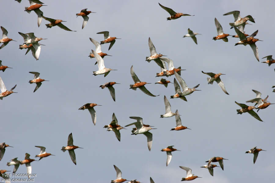 Bar-tailed Godwit, Flight, Behaviour