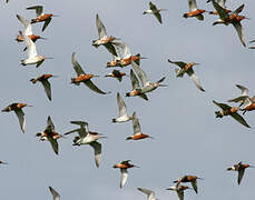 Bar-tailed Godwit