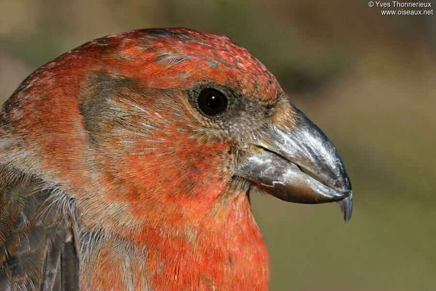 Red Crossbill