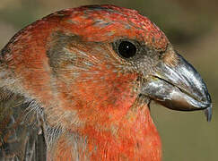 Red Crossbill