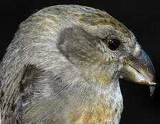 Red Crossbill