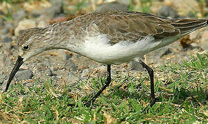 Curlew Sandpiper