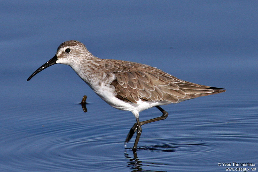 Curlew Sandpiper